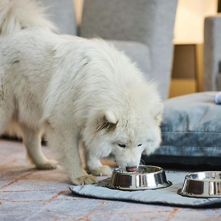 Sheraton Poznan Hotel Bagian luar foto A Samoyed puppy