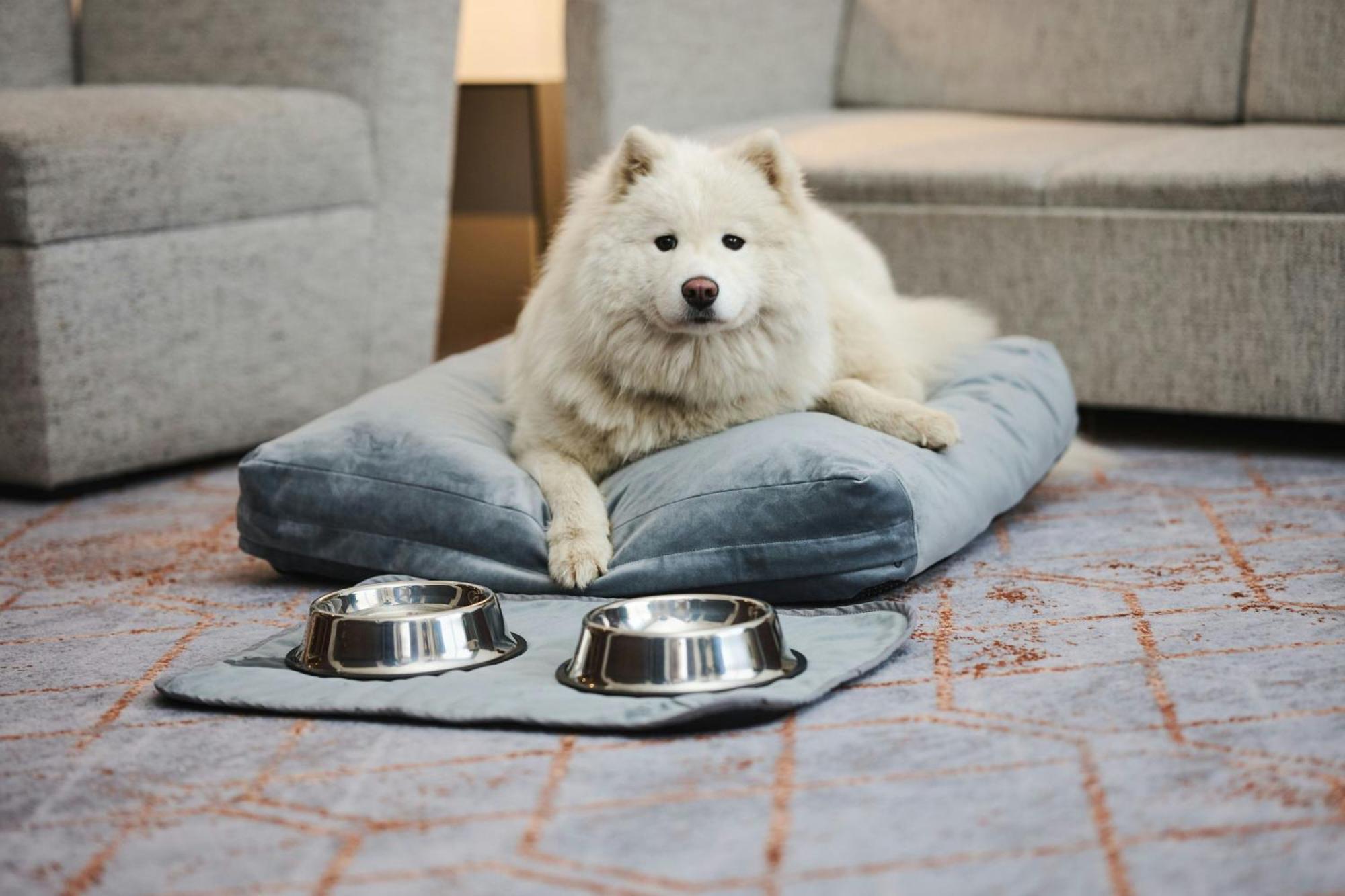 Sheraton Poznan Hotel Bagian luar foto A Samoyed dog