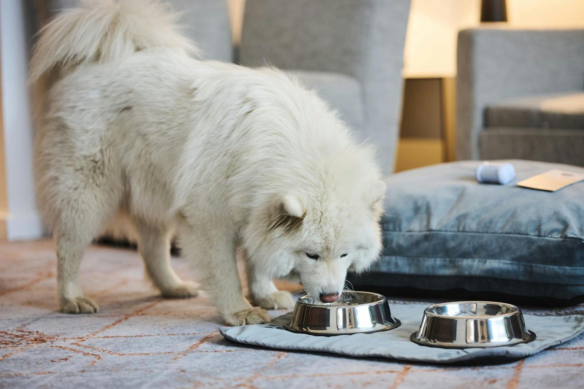 Sheraton Poznan Hotel Bagian luar foto A Samoyed puppy